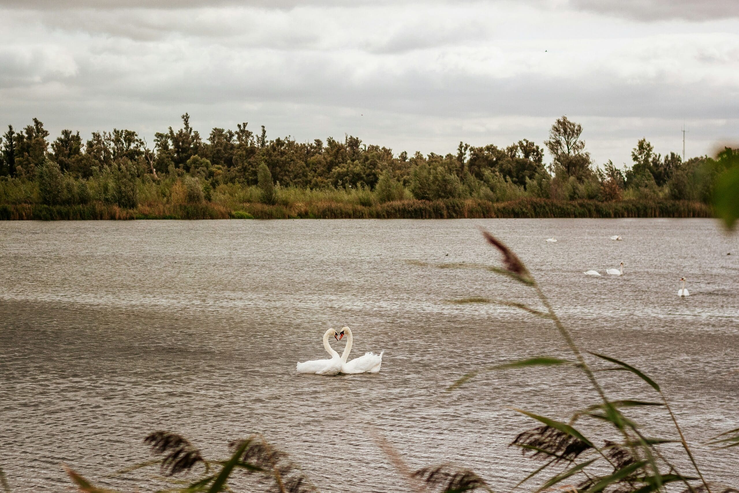 natuurgebied De Biesbosch